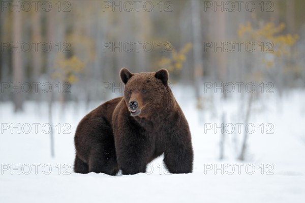 Winter in Europe. Beautiful brown mammal walking around lake with snow and ice. Dangerous creature in nature wood, meadow habitat. Wildlife habitat from Finland. Bear in winter condition