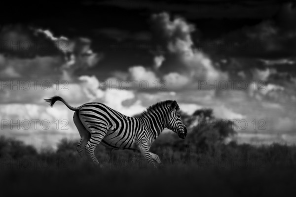 Zebra with dark storm sky. Burchell's zebra, Equus quagga burchellii, Nxai Pan National Park, Botswana, Africa. Wild animal on the meadow. Wildlife nature, African safari. Black and white art photo