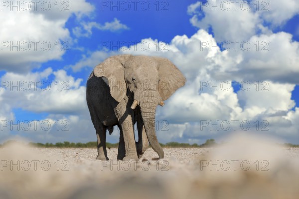Big African Elephant, with blue sky and white clouds, Etocha NP, Namibia in Africa. Elepaht in the gravel sand, dry season. Wildlife scene i nthe nature