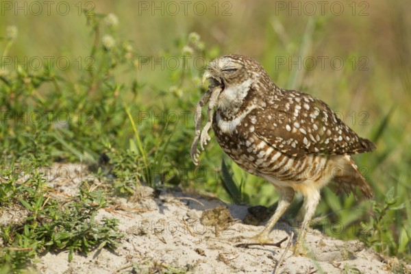Burrowing Owl (Athene cunicularia), Florida, USA