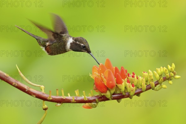 Two hummingbirds with pink flower, in flight. Flight of Purple-throated Woodstar, Calliphlox mitchellii, in the bloom flower, Colombia, wildlife from tropic jungle