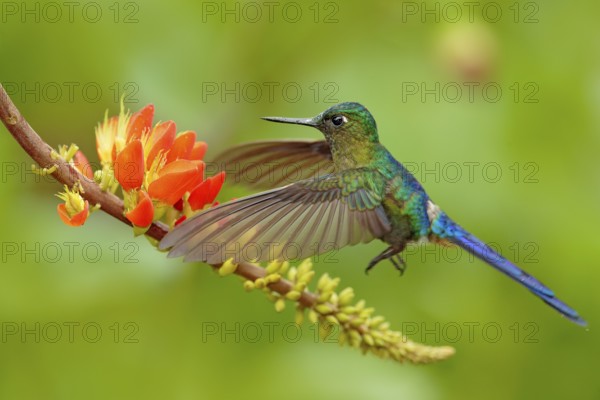 Hummingbird Long-tailed Sylph, Aglaiocercus kingi with orange flower, in flight. Hummingbird from Colombia in the bloom flower, wildlife from tropic jungle