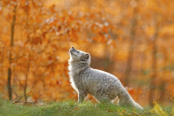 Arctic polar fox running in orange autumn leaves. Cute Fox, fall forest. Beautiful animal in the nature habitat. Orange fox, detail portrait, Czech. Wildlife scene from the wild nature. Vulpes lagopus