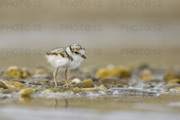 Little Ringed Plover (Charadrius dubius) chick, North Rhine-Westphalia, Germany