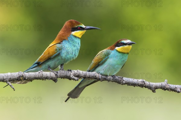 European Bee-eater (Merops apiaster) perched on a branch, Subotica, Serbia