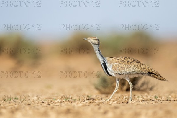 Houbara Bustard (Chlamydotis undulata), Zagora, Morocco