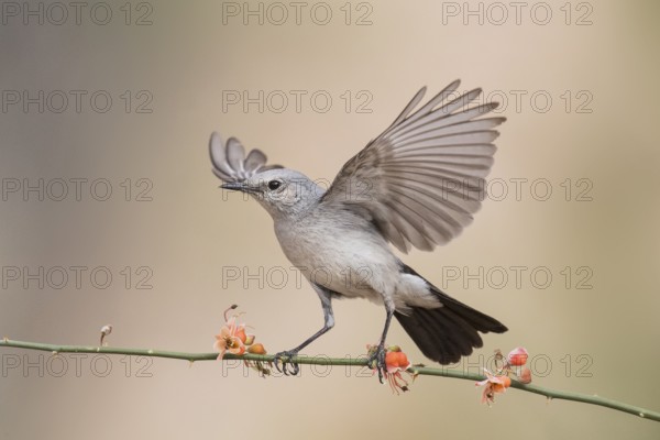 Blackstart (Oenanthe melanura) perched on a twig, Eilat, Israel