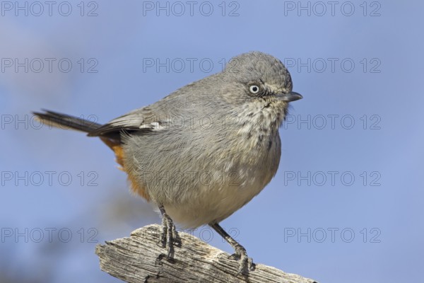 Chestnut-vented Warbler (Sylvia subcoerulea), Northern Cape, Kgalagadi Transfrontier Park, South Africa