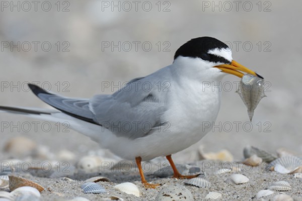 Little Tern (Sternula albifrons), Lower Saxony, Germany