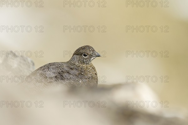 Rock Ptarmigan (Lagopus muta), Grisons, Switzerland