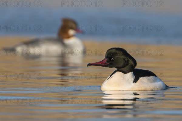 Common Merganser (Mergus merganser) pair, Saxony-Anhalt, Germany