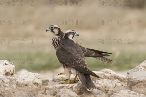 Lanner Falcon (Falco biarmicus), Northern Cape, South Africa