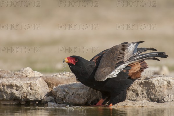 Bateleur (Terathopius ecaudatus) female, Northern Cape, South Africa