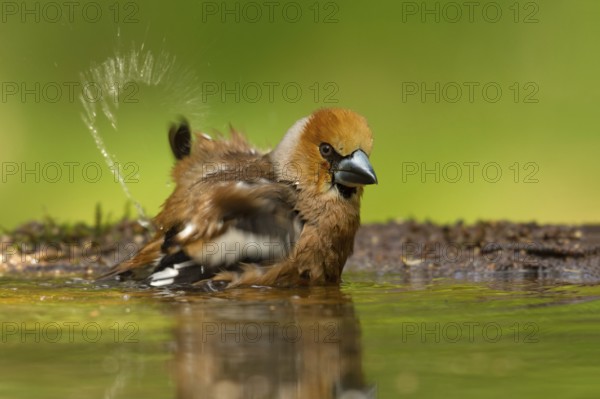 Hawfinch (Coccothraustes coccothraustes) male bathing, Utrecht, Netherlands