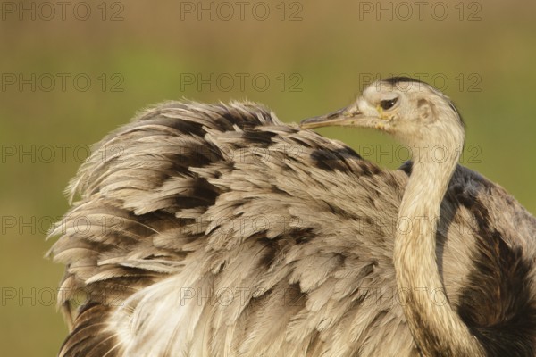 Greater Rhea (Rhea americana), Corrientes, Argentina