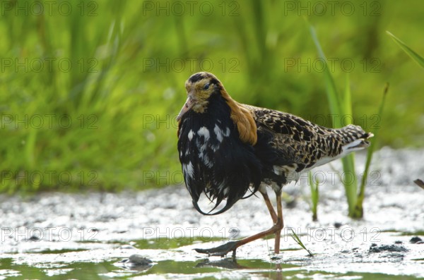Ruff (Calidris pugnax) male, Schleswig-Holstein, Germany