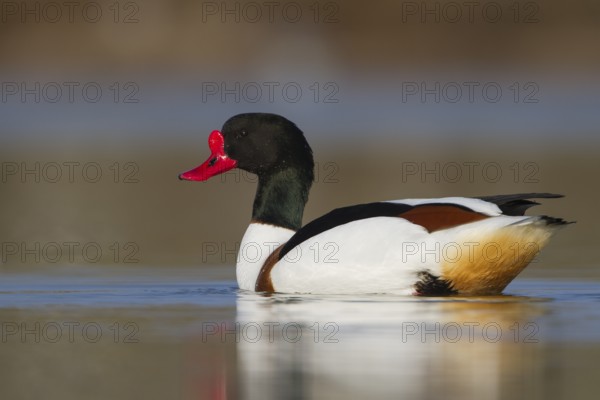 Common Shelduck (Tadorna tadorna) male, Texel, Netherlands
