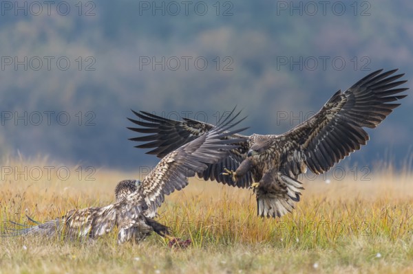 White-tailed Eagle (Haliaeetus albicilla), Kutno, Poland