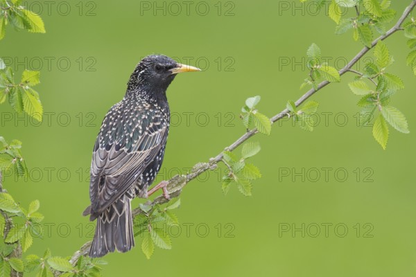 Common Starling (Sturnus vulgaris), Brandenburg, Germany