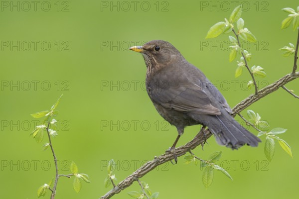 Common Blackbird (Turdus merula) female, Germany