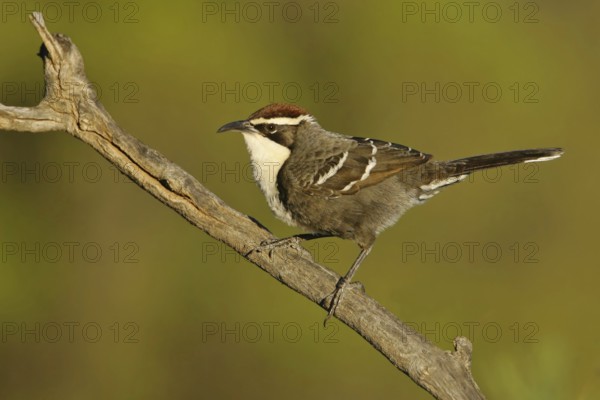 Chestnut-crowned Babbler (Pomatostomus ruficeps), New South Wales, Australia