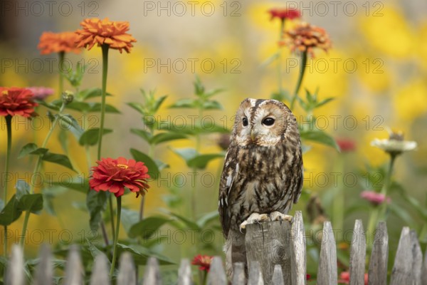 Tawny Owl (Strix aluco) perched on a fence, captive, Germany