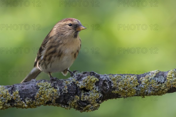 Common Redpoll (Acanthis flammea), Lower Saxony, Germany