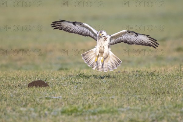 Common Buzzard (Buteo buteo) appproaching, North-Rhine Westphalia, Germany