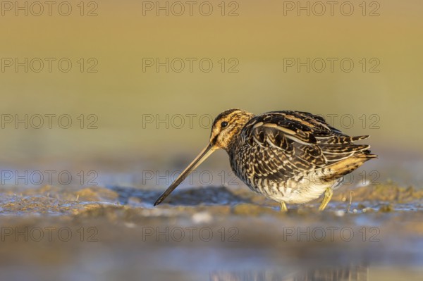 Common Snipe (Gallinago gallinago) foraging, North Rhine-Westphalia, Germany