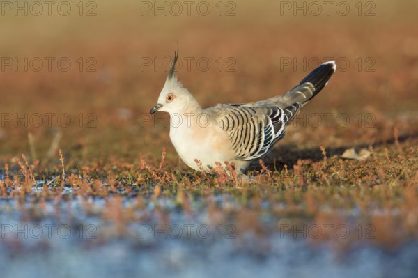 Crested Pigeon (Ocyphaps lophotes) at a waterhole, Victoria, Australia