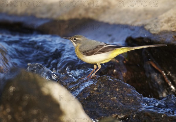 Grey Wagtail (Motacilla cinerea) female, Mecklenburg-Western Pomerania, Germany