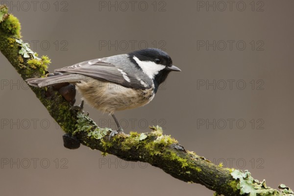 Coal Tit (Periparus ater), North Rhine-Westphalia, Germany