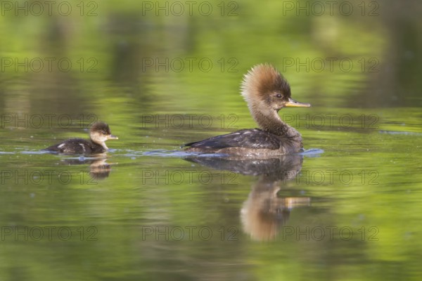 Hooded Merganser (Lophodytes cucullatus) female with chick, Ontario, Canada