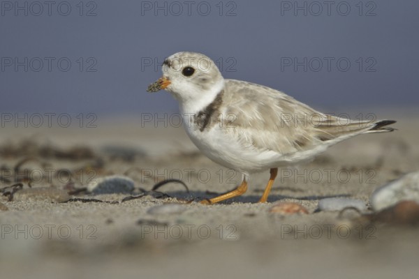 Piping Plover (Charadrius melodus), Newfoundland, Canada