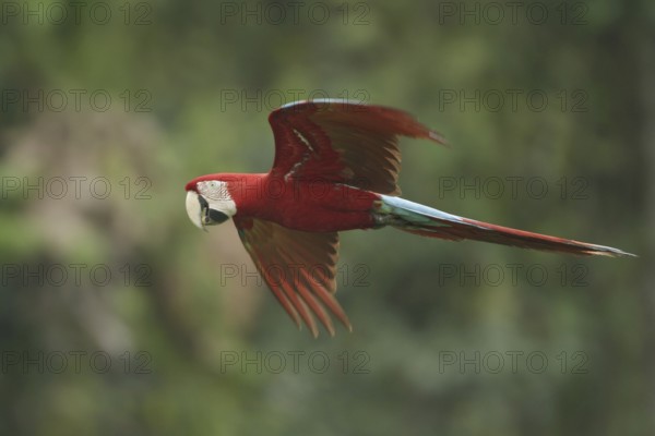 Red-and-green Macaw (Ara chloropterus) flying, Manu National Park, Peru