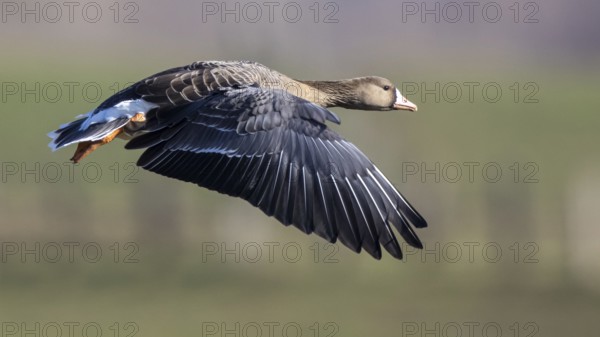 Greater White-fronted Goose (Anser albifrons) flying, North Rhine-Westphalia, Germany