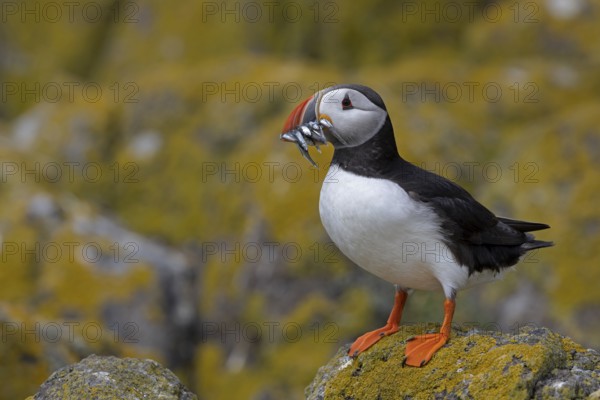 Atlantic Puffin (Fratercula arctica) with sandeels in beak, Scotland, United Kingdom
