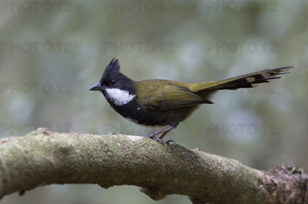 Eastern Whipbird (Psophodes olivaceus) perched on a branch, Queensland, Australia