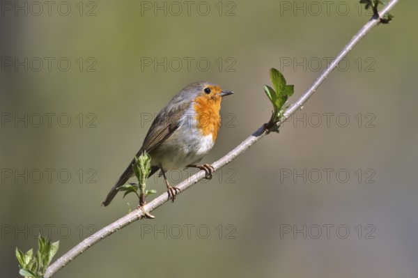 European Robin (Erithacus rubecula), Mecklenburg-Western Pomerania, Germany