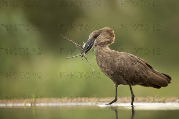 Hamerkop (Scopus umbretta), South Africa