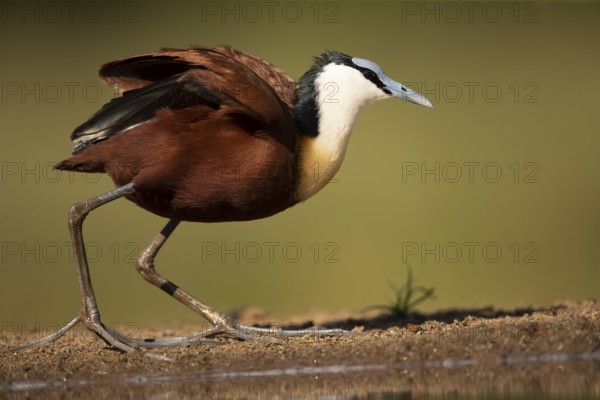 African Jacana (Actophilornis africanus), South Africa