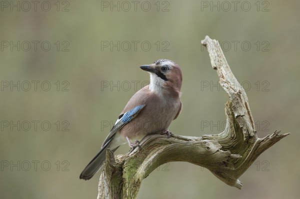 Eurasian Jay (Garrulus glandarius) perched on an old dry branch, North Rhine-Westphalia, Germany
