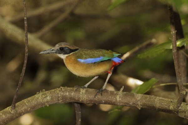 Mangrove Pitta (Pitta megarhyncha) male, Singapore