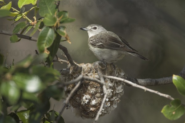 Plumbeous Vireo (Vireo plumbeus), California, USA