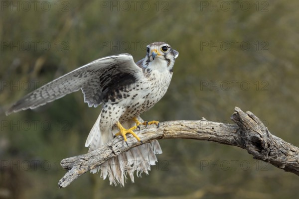 Prairie Falcon Falco mexicanus Arizona-Sonora Desert Museum, Tucson, Arizona, United States 22 January Adult Falconidae CAPTIVE