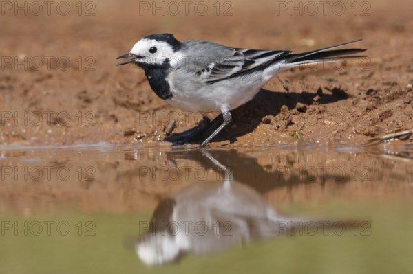 White Wagtail (Motacilla alba), Mallorca, Spain