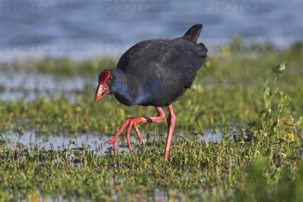 Western Swamphen (Porphyrio porphyrio), Mallorca, Spain