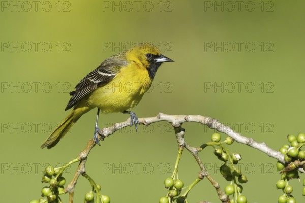 Orchard Oriole (Icterus spurius) juvenile, Ohio, USA