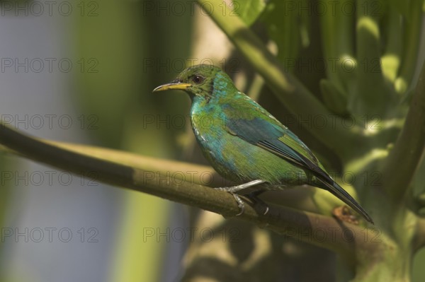 Green Honeycreeper (Chlorophanes spiza), Costa Rica