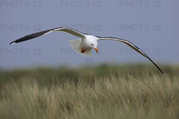 Heringsmoewe; lat. Larus fuscus; im Flug von vorn über den Dünen